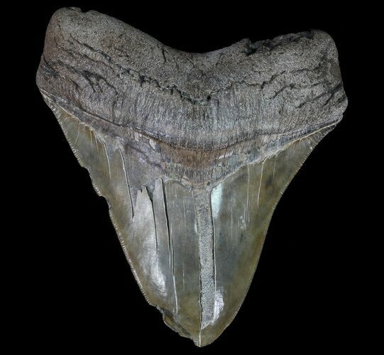 Fossil Megalodon Tooth - Serrated Blade #66085
